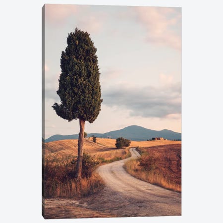 Rural Road With Cypress Tree, Tuscany, Italy Canvas Print #TEO74} by Matteo Colombo Canvas Art