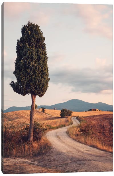 Rural Road With Cypress Tree, Tuscany, Italy Canvas Art Print - Cypress Tree Art