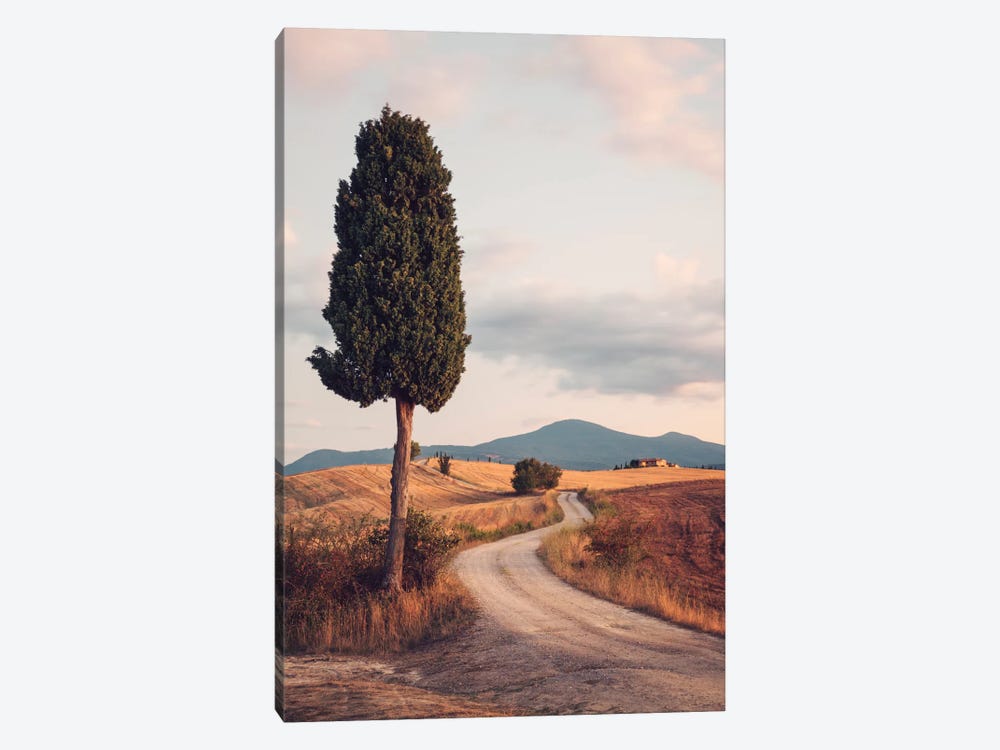 Rural Road With Cypress Tree, Tuscany, Italy by Matteo Colombo 1-piece Canvas Art Print