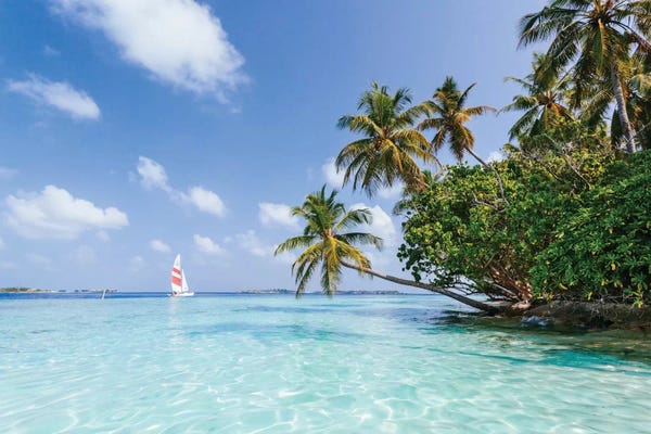 Large Photography - Canvas Prints: Sail Boat On Tropical Sea, Republic Of Maldives by Matteo Colombo