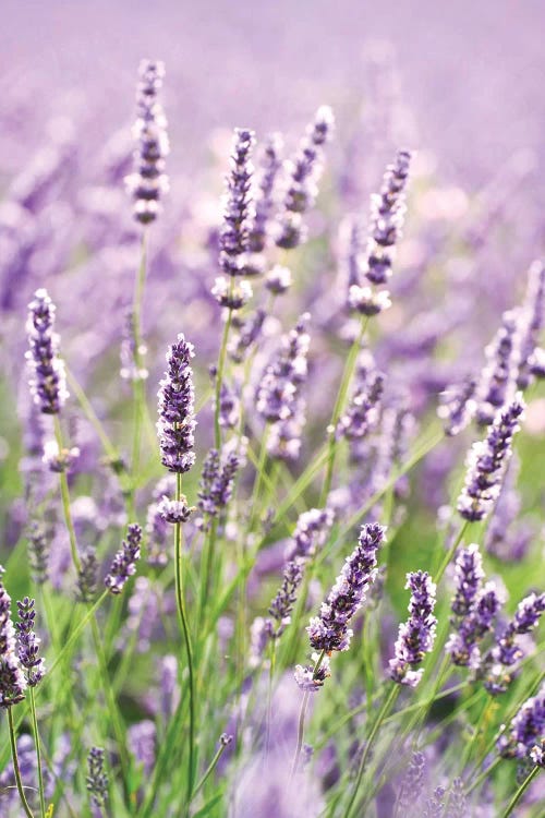 In The Lavender