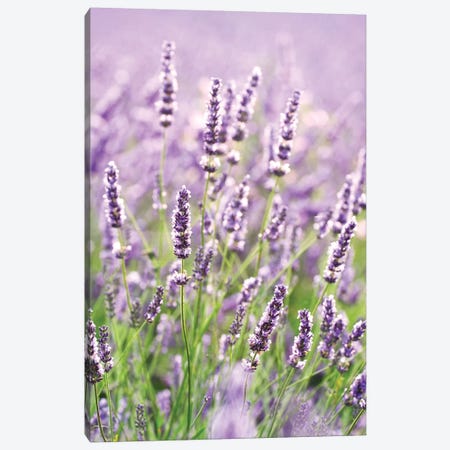 In The Lavender Canvas Print #TEO762} by Matteo Colombo Art Print