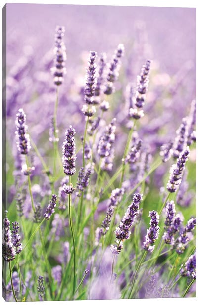 In The Lavender Canvas Art Print - Still Life Photography