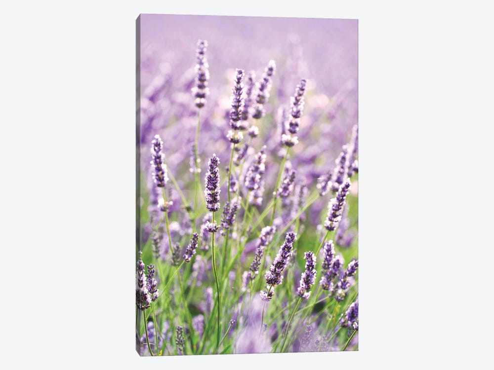 In The Lavender by Matteo Colombo 1-piece Canvas Print