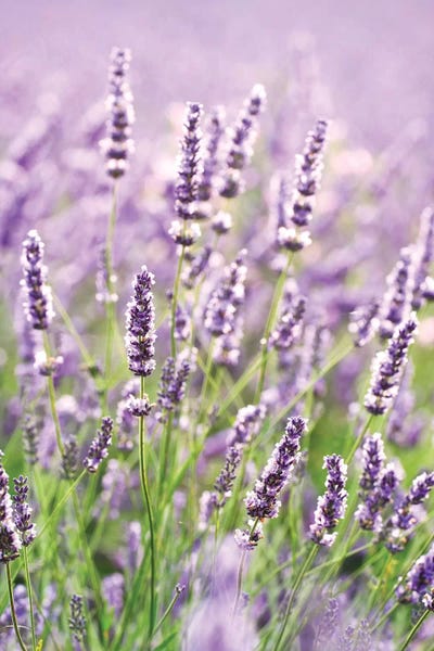 In The Lavender