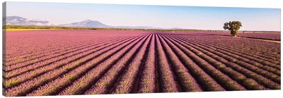 Provence Panorama Canvas Art Print - Herb Art
