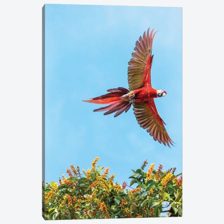 Scarlet Macaw, Costa Rica Canvas Print #TEO784} by Matteo Colombo Canvas Artwork