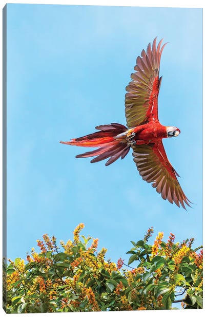 Scarlet Macaw, Costa Rica Canvas Art Print - Macaw Art