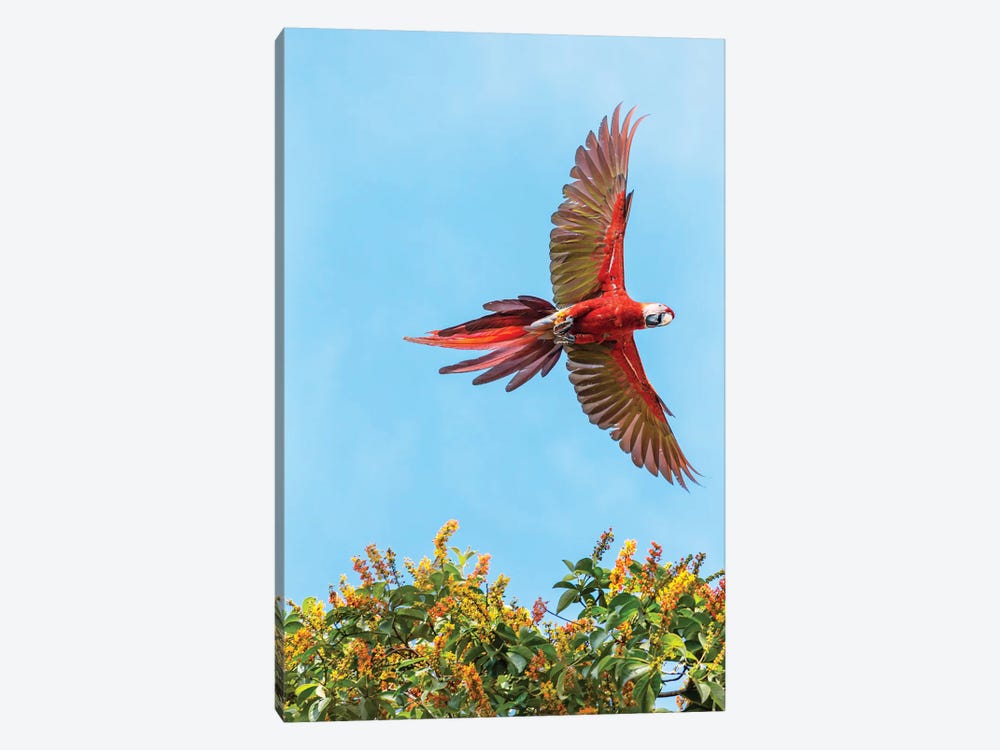 Scarlet Macaw, Costa Rica by Matteo Colombo 1-piece Canvas Art Print