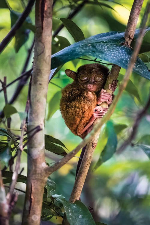 Tarsier, Philippines I