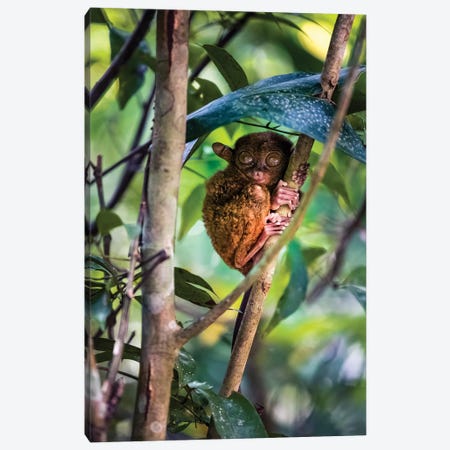 Tarsier, Philippines I Canvas Print #TEO790} by Matteo Colombo Canvas Wall Art