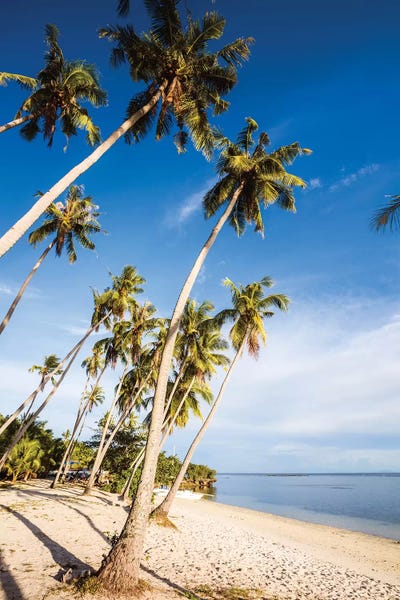 Philippines: Palm Fringed Beach, Philippines by Matteo Colombo