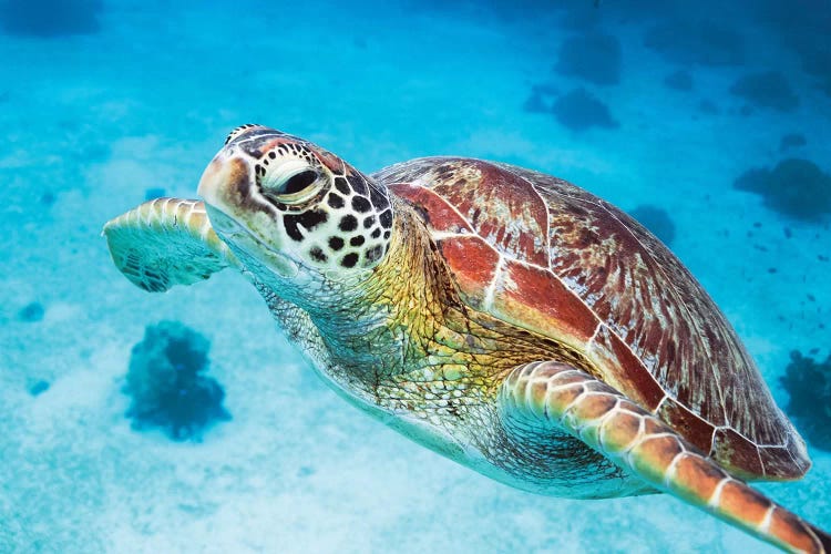 Green Turtle I