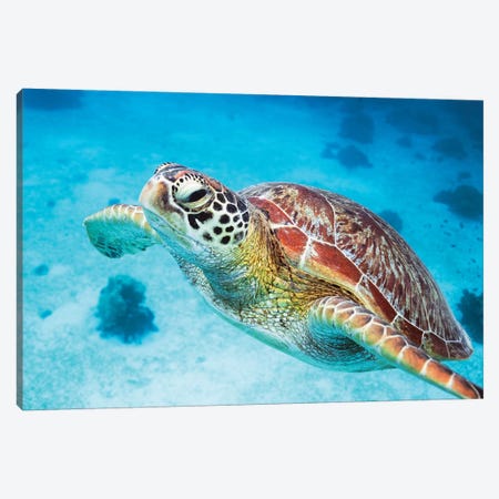 Green Turtle I Canvas Print #TEO805} by Matteo Colombo Canvas Art Print