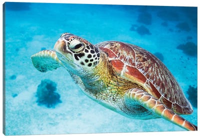 Green Turtle I Canvas Art Print - Underwater Art