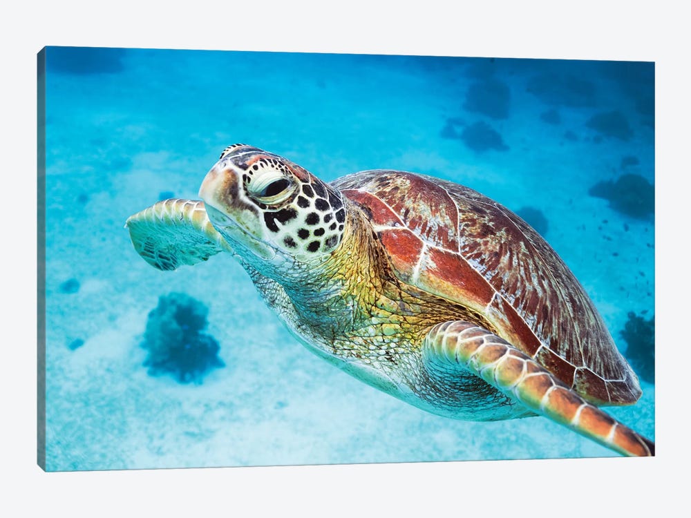 Green Turtle I by Matteo Colombo 1-piece Canvas Wall Art