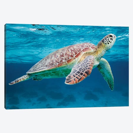 Green Turtle II Canvas Print #TEO806} by Matteo Colombo Canvas Print