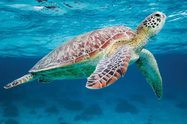 Turtles: Green Turtle II by Matteo Colombo