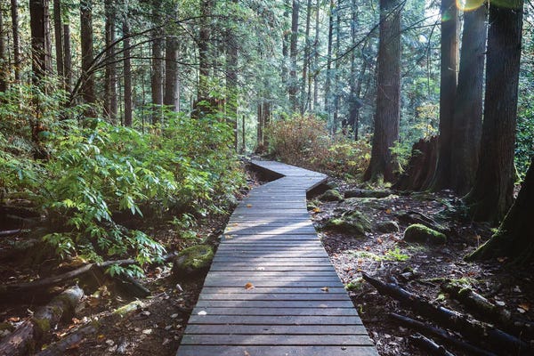 Canada: Into The Forest I by Matteo Colombo