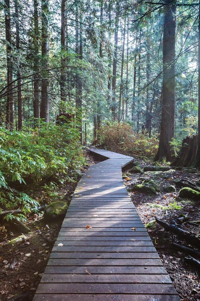 British Columbia: Into The Forest Ii by Matteo Colombo