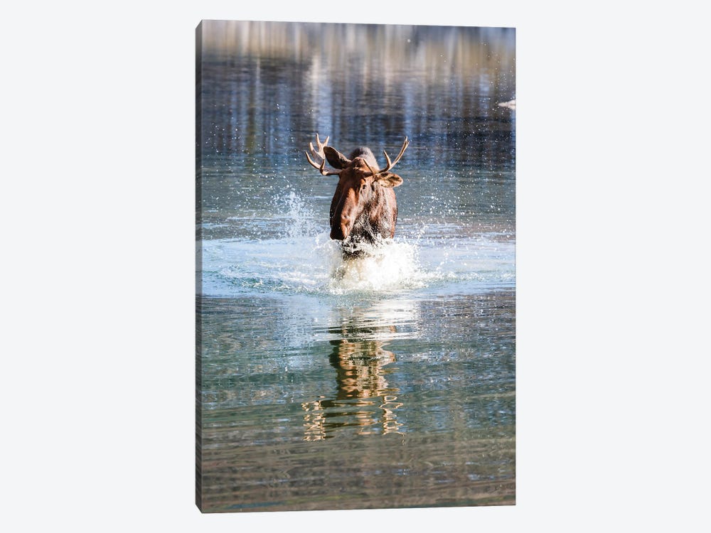 Moose, Canada by Matteo Colombo 1-piece Canvas Art Print