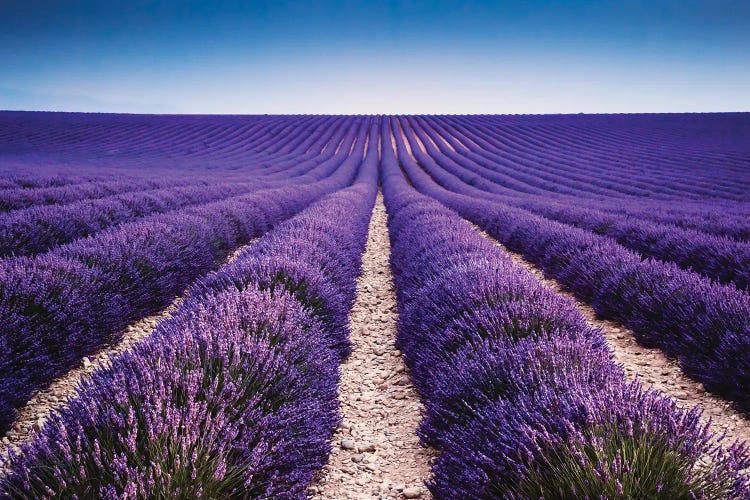 Walking In The Lavender