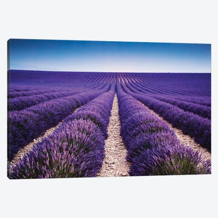Walking In The Lavender Canvas Print #TEO929} by Matteo Colombo Canvas Art Print