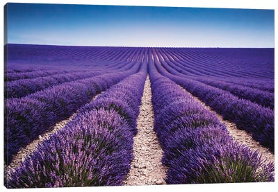 Walking In The Lavender Canvas Art Print - Provence
