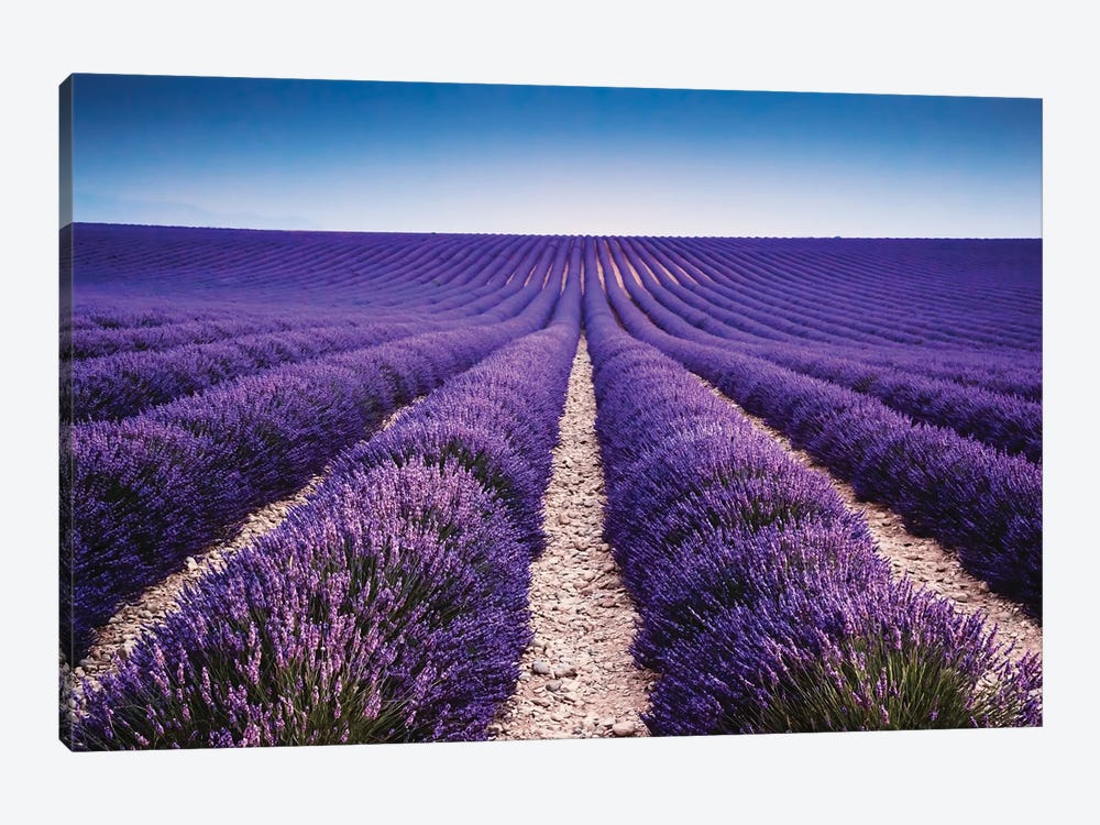 Walking In The Lavender by Matteo Colombo 1-piece Art Print