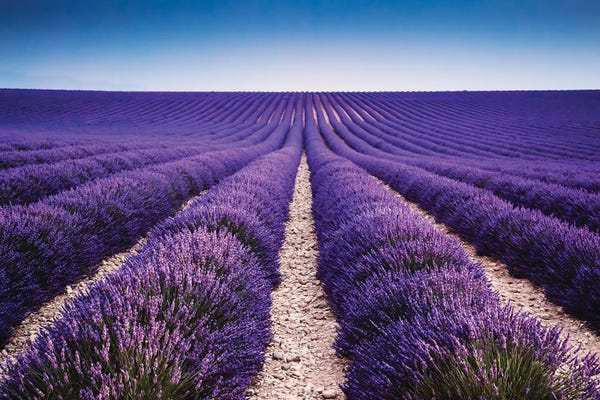 Herbs: Walking In The Lavender by Matteo Colombo