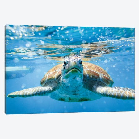 Vis A Vis With The Turtle Canvas Print #TEO933} by Matteo Colombo Canvas Wall Art