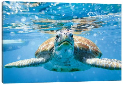 Vis A Vis With The Turtle Canvas Art Print - Underwater Art