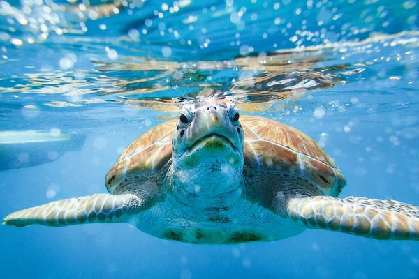 Reptiles & Amphibians: Vis A Vis With The Turtle by Matteo Colombo