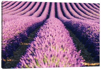 Scent Of Lavender Canvas Art Print
