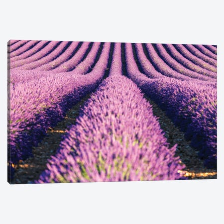 Scent Of Lavender Canvas Print #TEO971} by Matteo Colombo Canvas Artwork