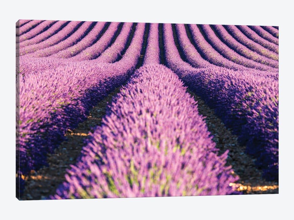 Scent Of Lavender by Matteo Colombo 1-piece Canvas Wall Art
