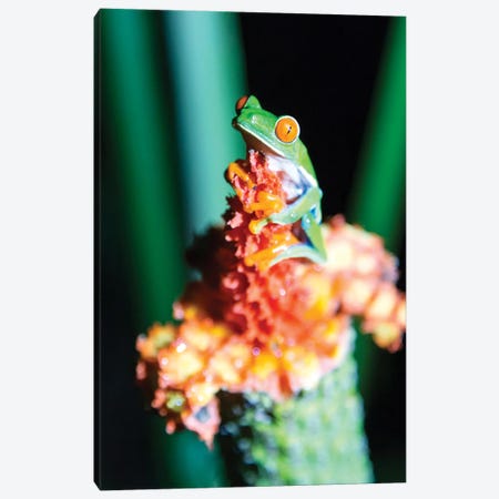 Red Eyed Frog, Costa Rica Canvas Print #TEO999} by Matteo Colombo Canvas Art