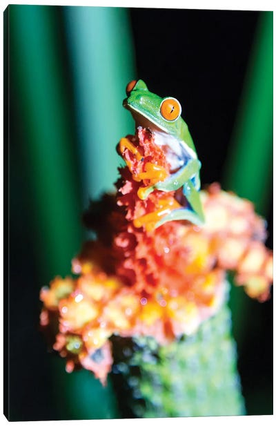 Red Eyed Frog, Costa Rica Canvas Art Print - Costa Rica Art