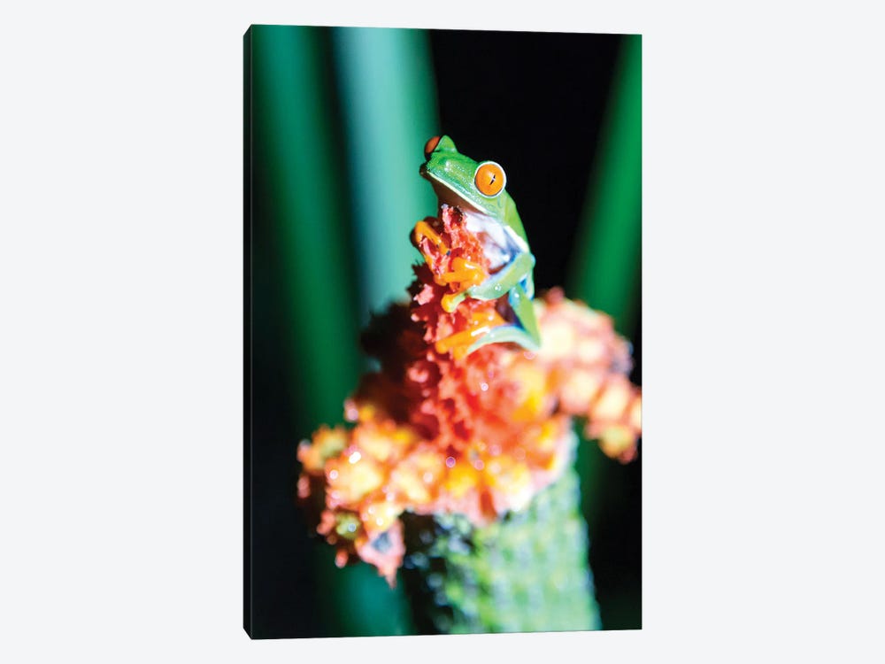 Red Eyed Frog, Costa Rica by Matteo Colombo 1-piece Canvas Art