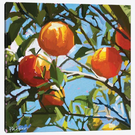 Orange Tree Canvas Print #TEP20} by Teddi Parker Canvas Art Print