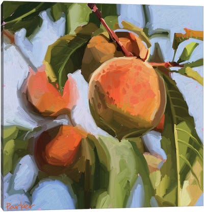 Peach Fuzz Canvas Art Print - Teddi Parker 