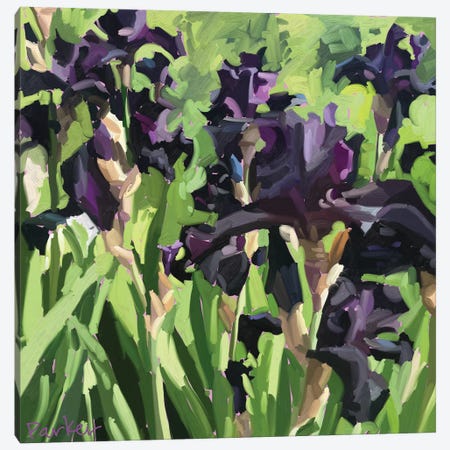 Velvet Iris Canvas Print #TEP47} by Teddi Parker Canvas Artwork