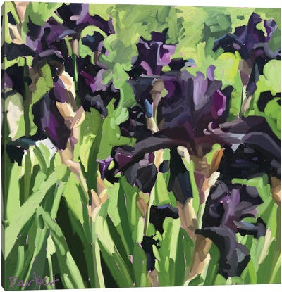 Velvet Iris Canvas Art Print - Iris Art