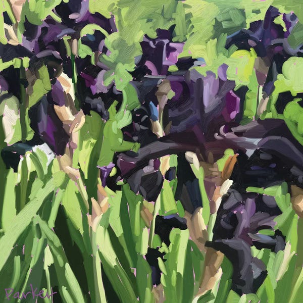 Irises: Velvet Iris by Teddi Parker