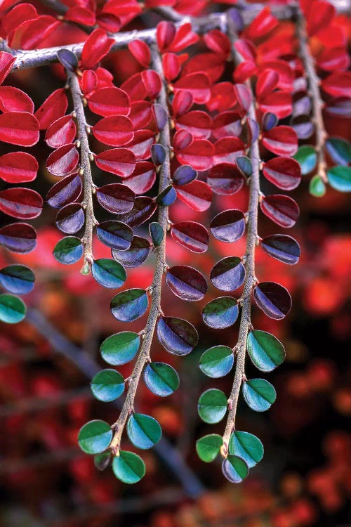 Cotoneaster Branches In Zoom, Multnomah County, Oregon, USA