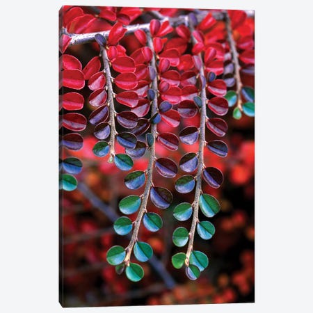Cotoneaster Branches In Zoom, Multnomah County, Oregon, USA Canvas Print #TER2} by Steve Terrill Canvas Art Print