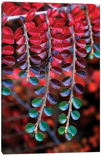 Cotoneaster Branches In Zoom, Multnomah County, Oregon, USA Canvas Art Print