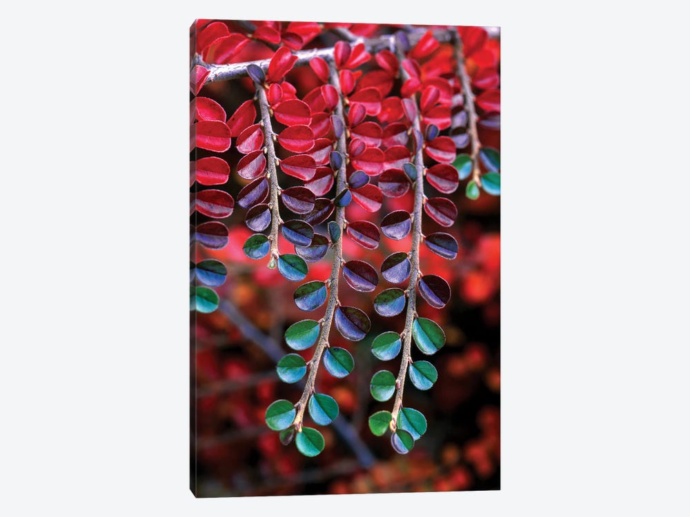 Cotoneaster Branches In Zoom, Multnomah County, Oregon, USA by Steve Terrill 1-piece Canvas Print