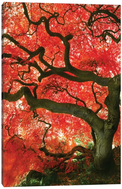 Vibrant Low-Angle View Of A Japanese Maple Tree, Portland, Oregon, USA Canvas Art Print - Maple Tree Art