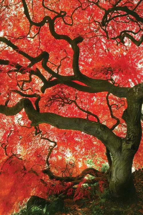 Vibrant Low-Angle View Of A Japanese Maple Tree, Portland, Oregon, USA by Steve Terrill wall art